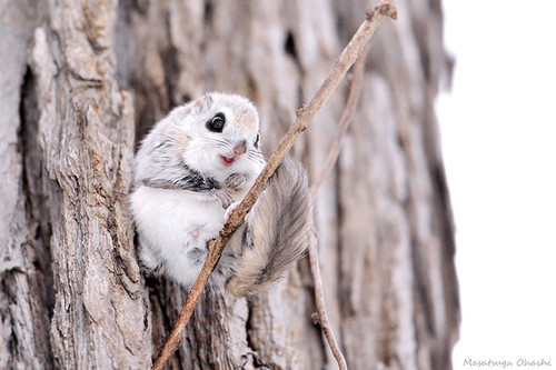 siberian japanese dwarf flying squirrel 11.jpg