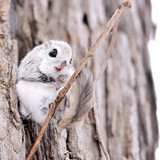 siberian japanese dwarf flying squirrel 11