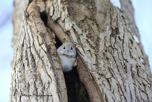 siberian japanese dwarf flying squirrel 15.jpg