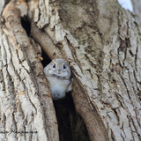 siberian japanese dwarf flying squirrel 15