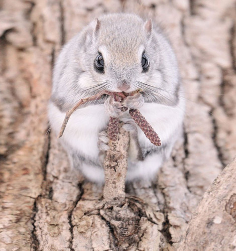 siberian japanese dwarf flying squirrel 18.jpg