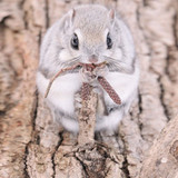 siberian japanese dwarf flying squirrel 18