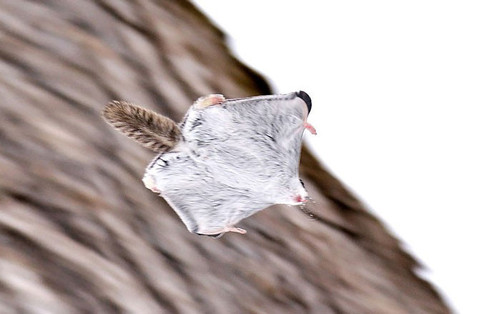 siberian japanese dwarf flying squirrel 19.jpg