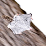 siberian japanese dwarf flying squirrel 19