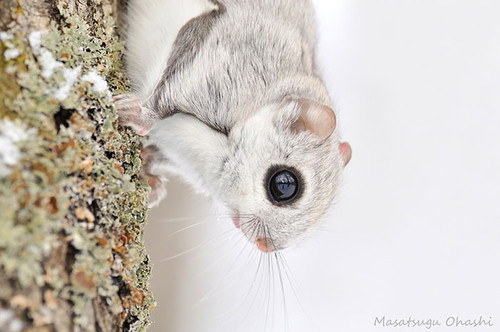 siberian japanese dwarf flying squirrel 16.jpg