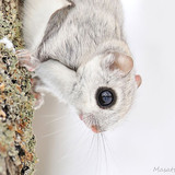 siberian japanese dwarf flying squirrel 16