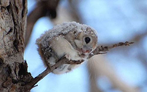siberian japanese dwarf flying squirrel 20.jpg
