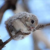 siberian japanese dwarf flying squirrel 20