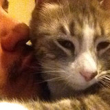 sativa 01