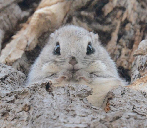 siberian japanese dwarf flying squirrel 6.jpg