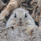 siberian japanese dwarf flying squirrel 6