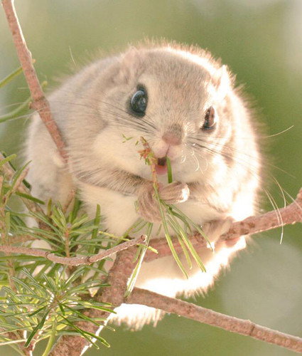 siberian japanese dwarf flying squirrel 2.jpg