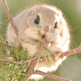 siberian japanese dwarf flying squirrel 2