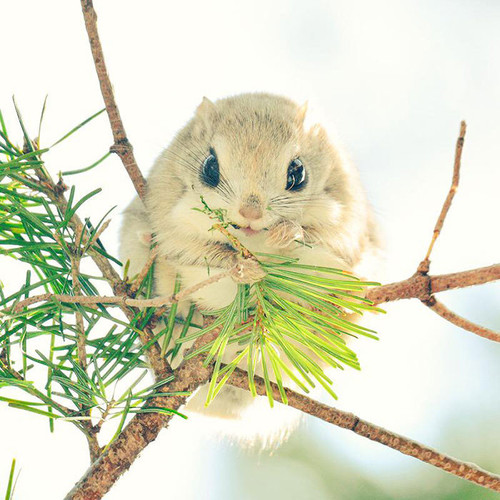 siberian japanese dwarf flying squirrel 4.jpg