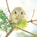 siberian japanese dwarf flying squirrel 4
