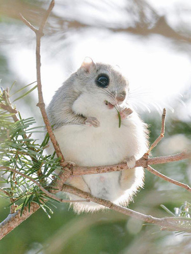 siberian japanese dwarf flying squirrel 1