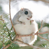 siberian japanese dwarf flying squirrel 1