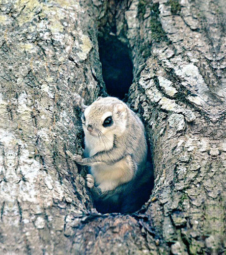 siberian japanese dwarf flying squirrel 7