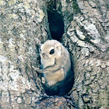 siberian japanese dwarf flying squirrel 7