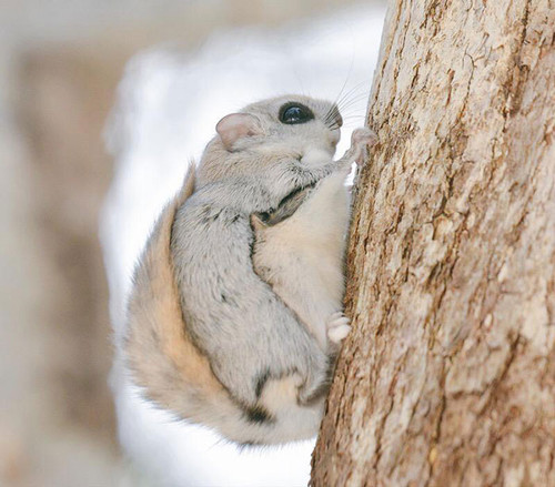 siberian japanese dwarf flying squirrel 3