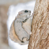 siberian japanese dwarf flying squirrel 3