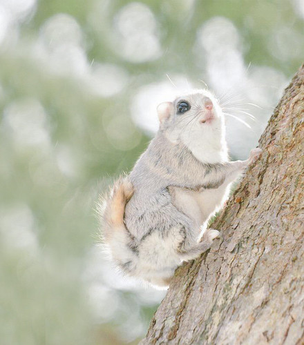 siberian japanese dwarf flying squirrel 5.jpg