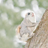 siberian japanese dwarf flying squirrel 5