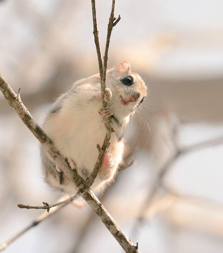 siberian japanese dwarf flying squirrel 8.jpg
