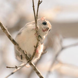 siberian japanese dwarf flying squirrel 8