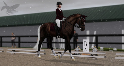 Coco EV Dressurkür BE.jpg