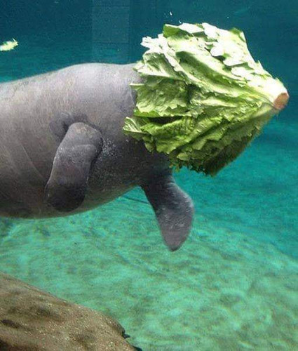 manatee lettuce.jpg