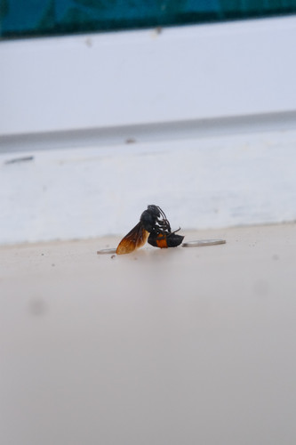 DSCF9470.jpg