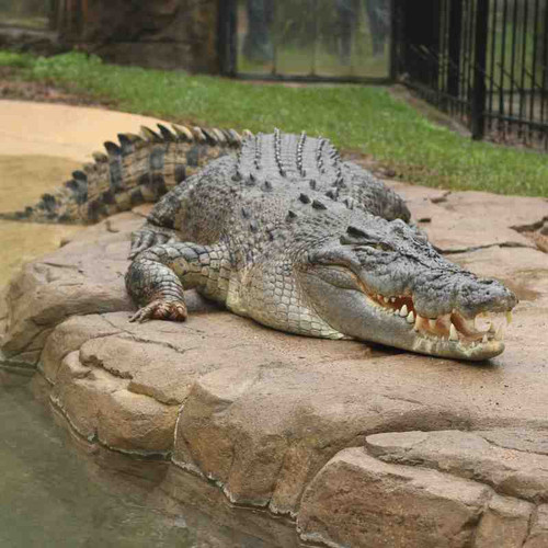 croc.jpg