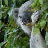 koala5