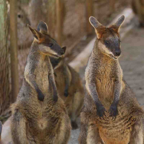 kangaroo1