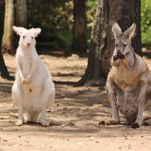 kangaroo2.jpg