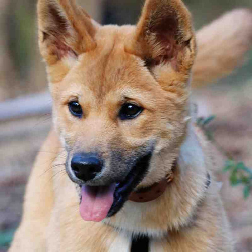 dingo1