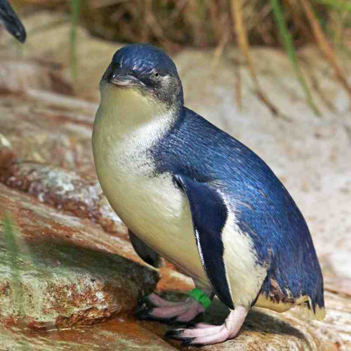 penguin.jpg