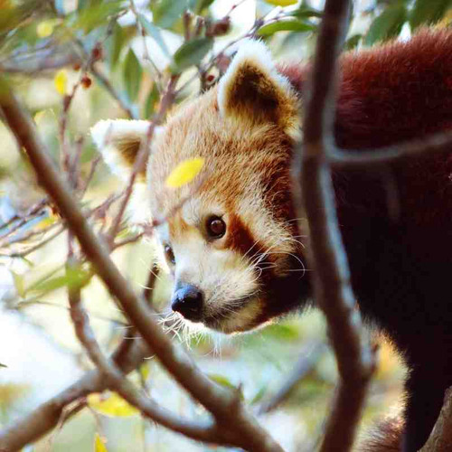 redpanda.jpg