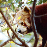 redpanda