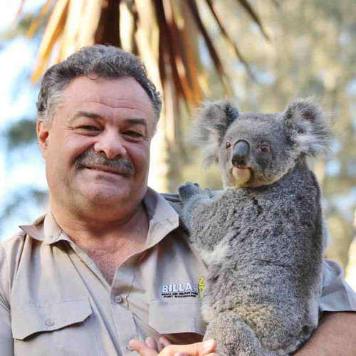 koala3.jpg