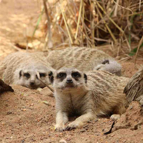 meerkat.jpg