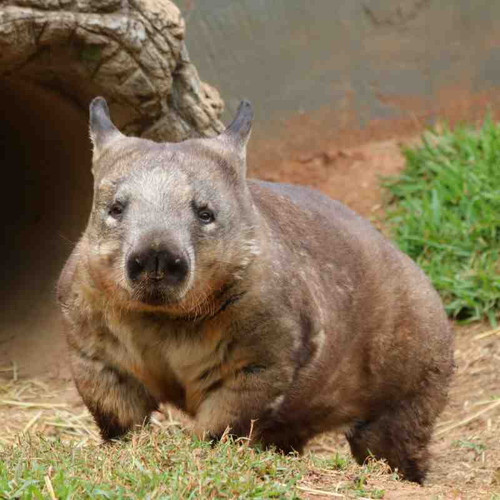 wombat.jpg