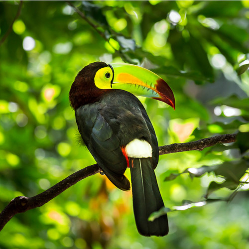 toucan