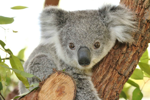 koala4