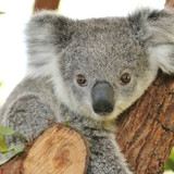 koala4