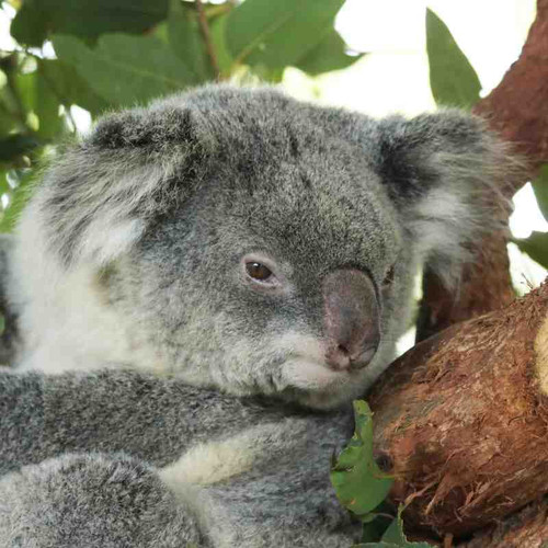 koala1.jpg