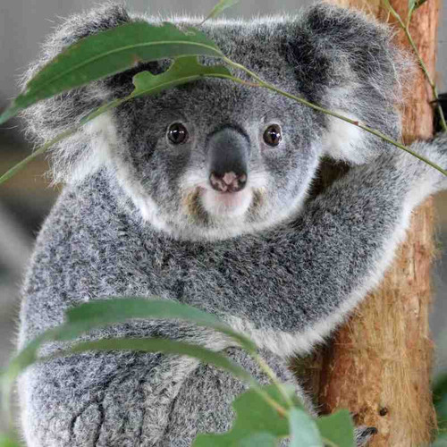 koala2.jpg