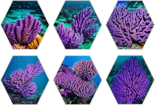 OARA Coral Photo.png
