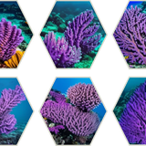 OARA Coral Photo